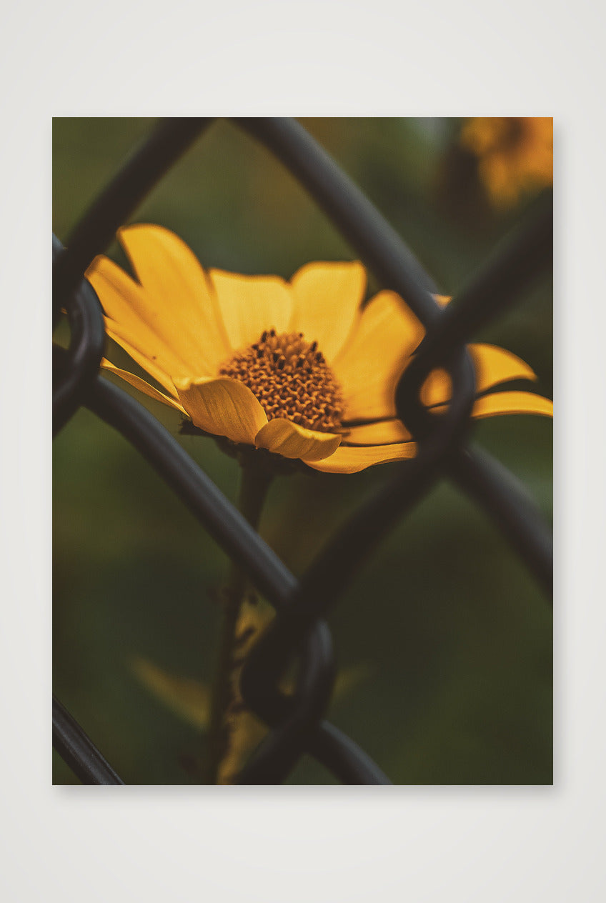 Photosque 6 — 60×80cm, 24×31" Print only