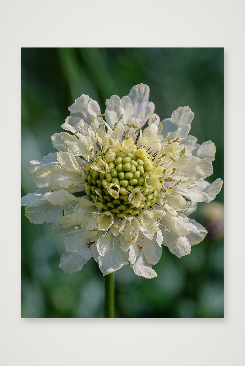 Photosque 1 — 60×80cm, 24×31" Print only