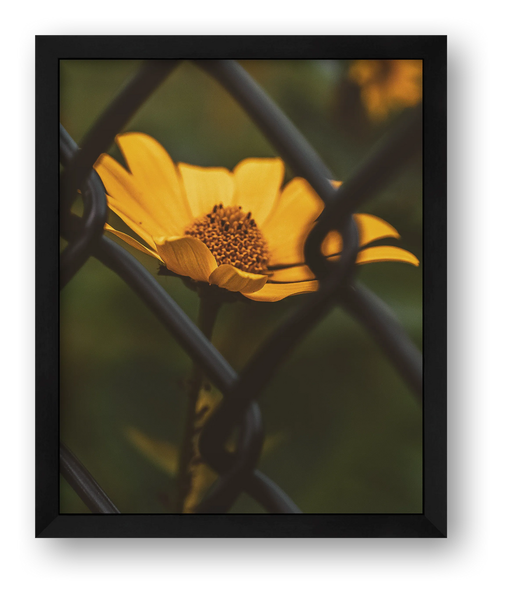 Photosque 6 — framed
