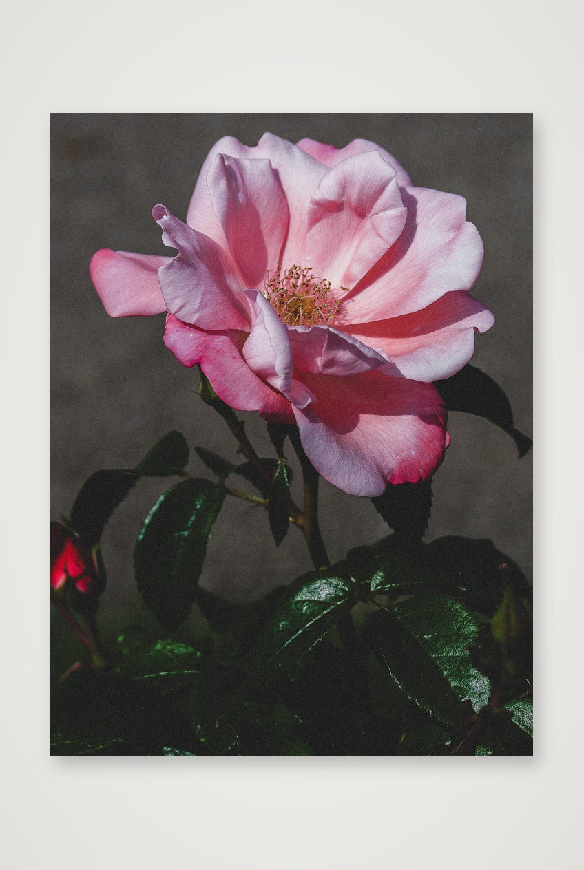 Photosque 4 — 60×80cm, 24×31" Print only