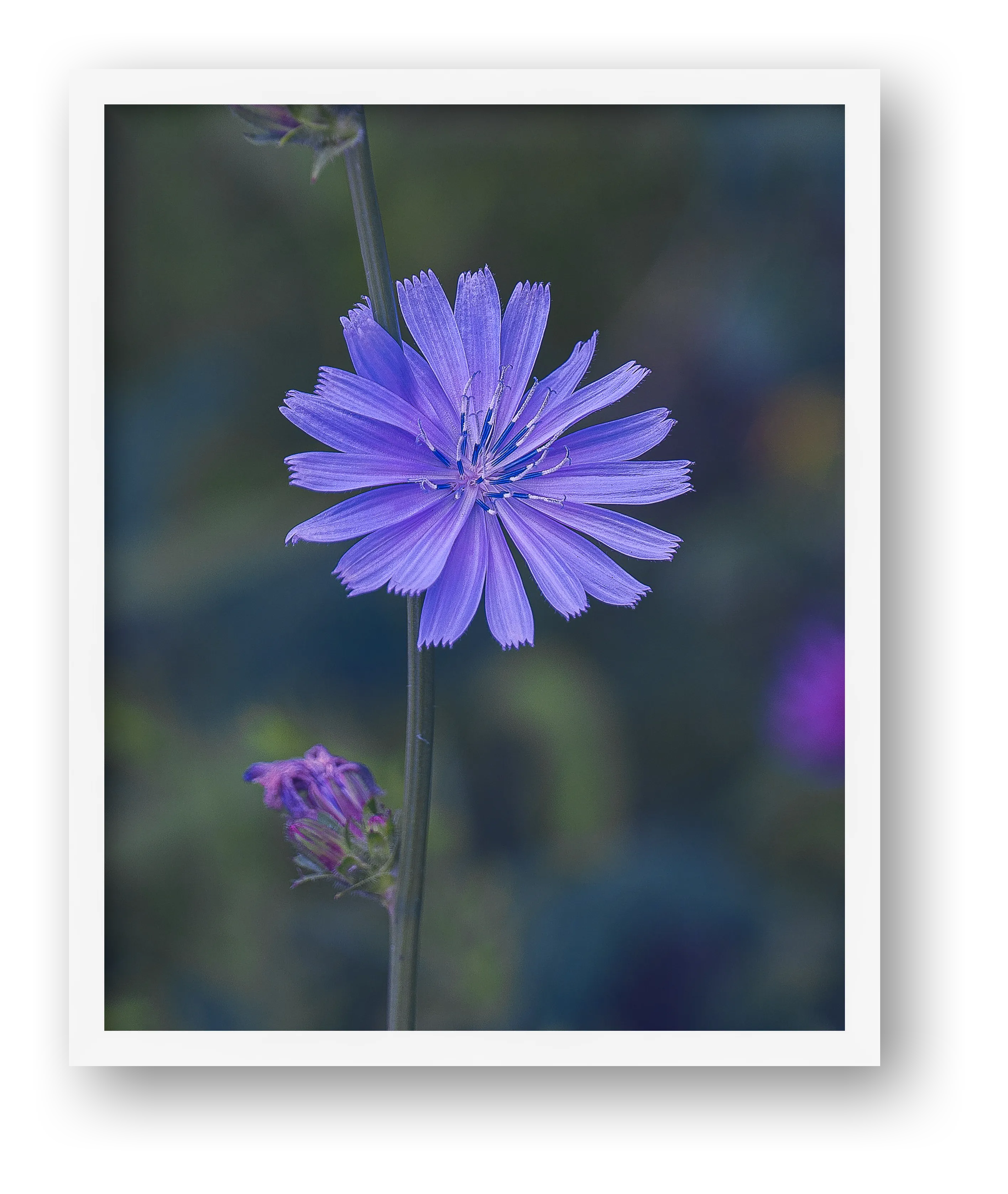 Photosque 2 — framed
