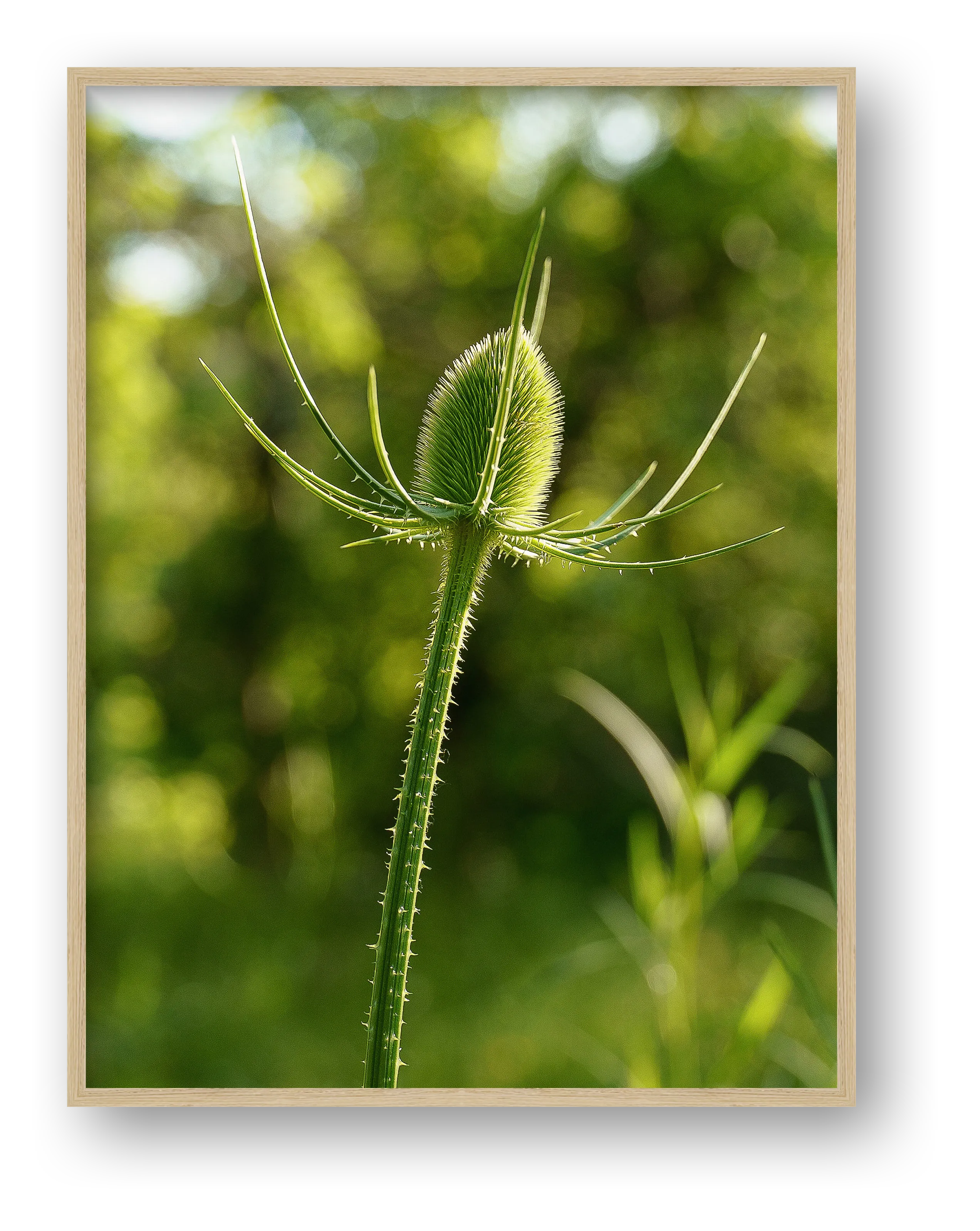 Photosque 7 — framed