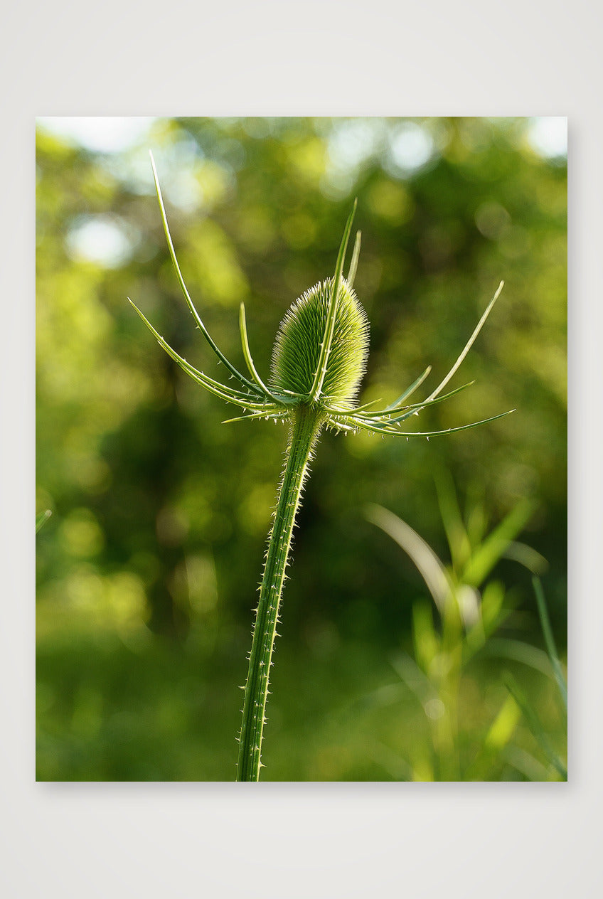 Photosque 7 — 28×35cm, 11×14" Print only