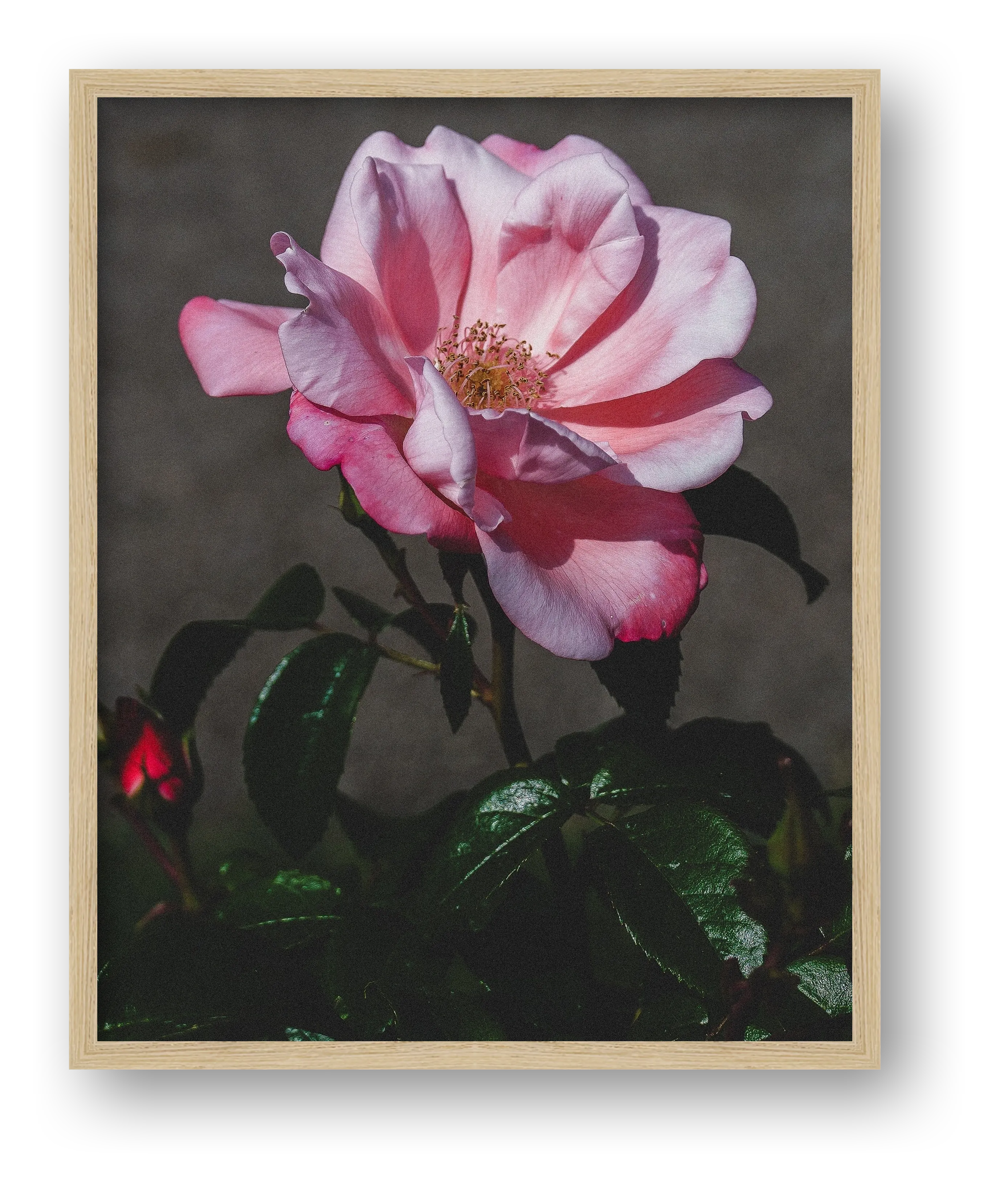 Photosque 4 — framed