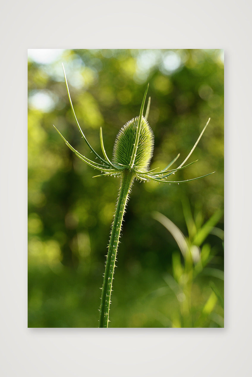 Photosque 7 — A4 (21×30cm, 8×12") Print only