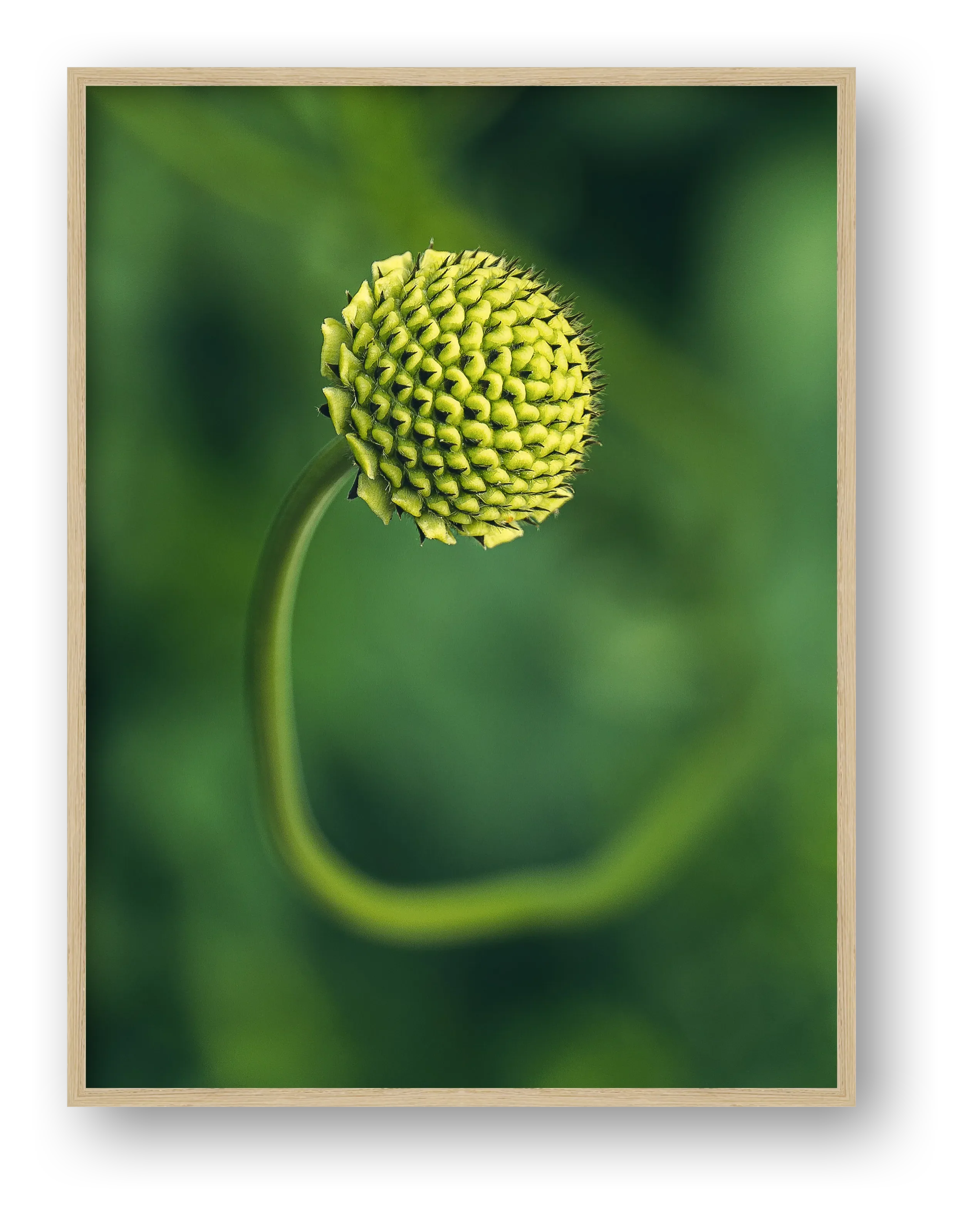 Photosque 5 — framed