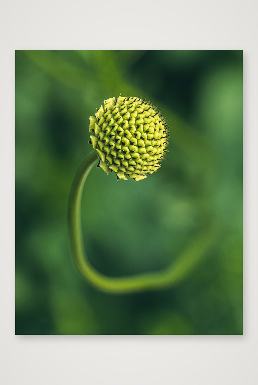 Photosque 5 — 28×35cm, 11×14" Print only