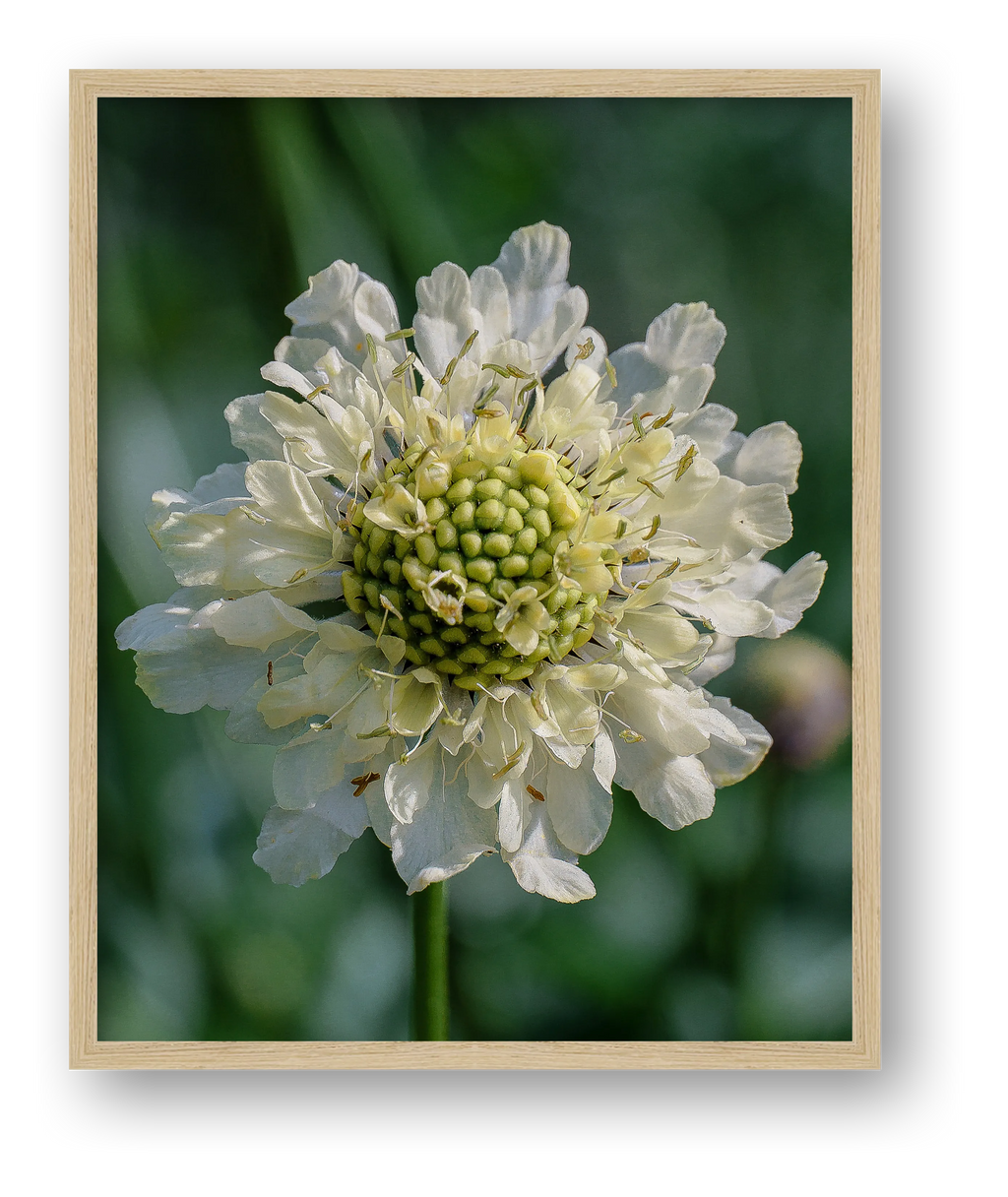 Photosque 1 — framed