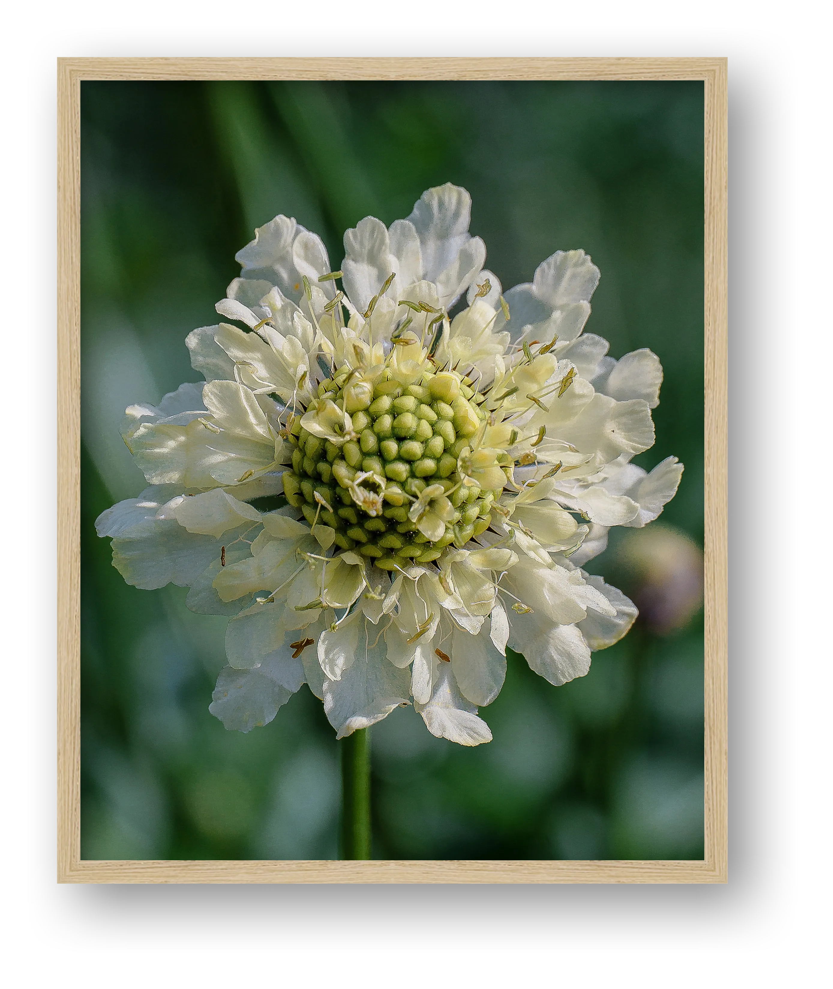 Photosque 1 — framed