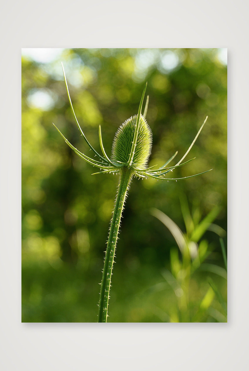 Photosque 7 — 60×80cm, 24×31" Print only