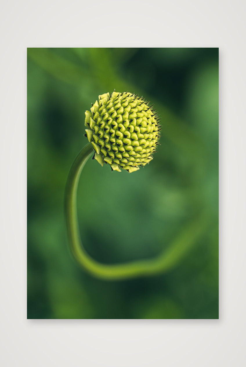 Photosque 5 — A4 (21×30cm, 8×12") Print only