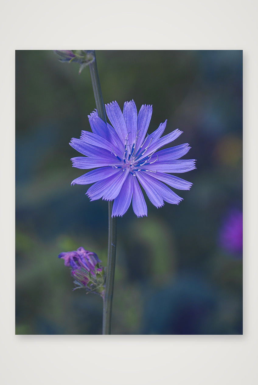 Photosque 2 — 28×35cm, 11×14" Print only