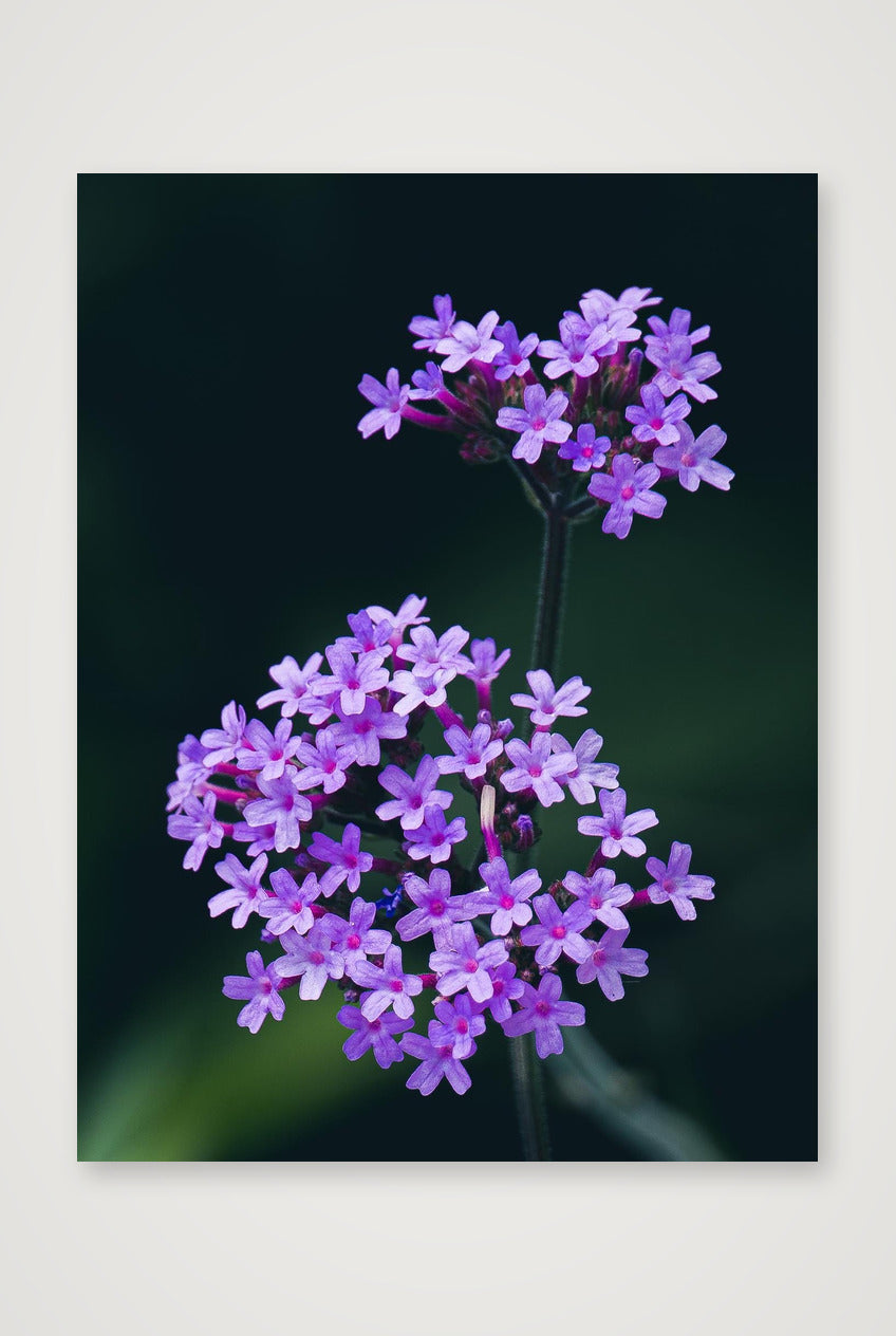 Photosque 10 — 60×80cm, 24×31" Print only