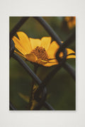 Photosque 6 — A4 (21×30cm, 8×12") Print only
