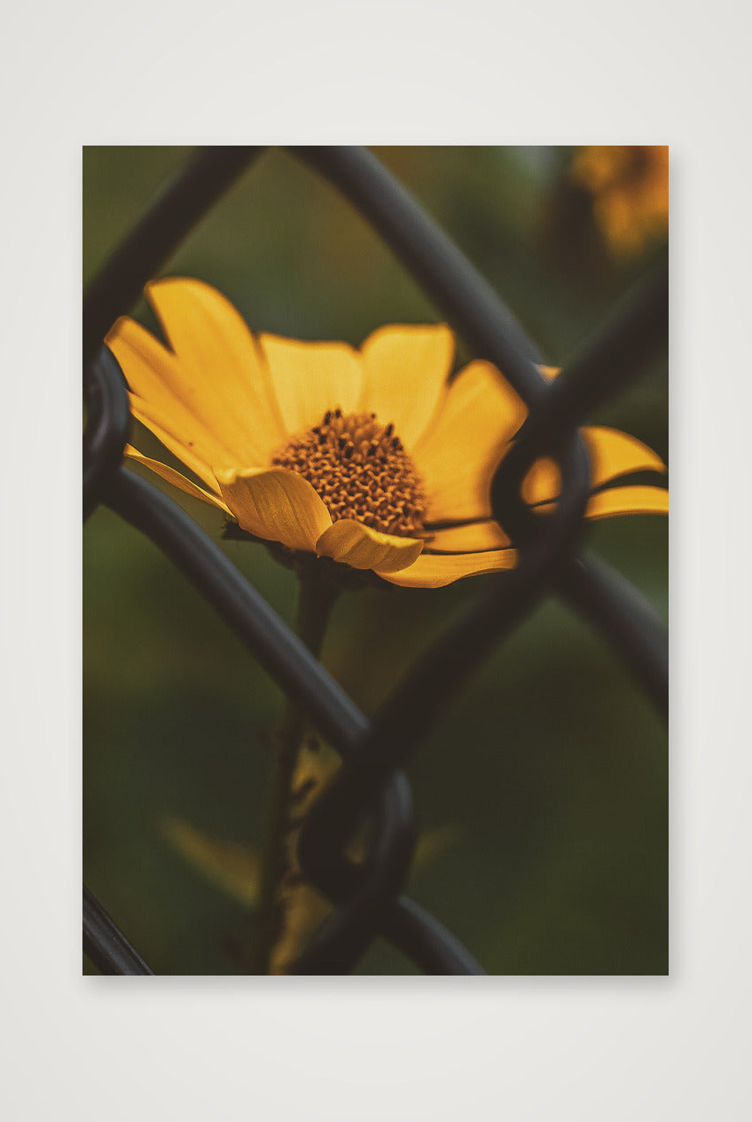 Photosque 6 — A4 (21×30cm, 8×12") Print only