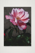 Photosque 4 — A4 (21×30cm, 8×12") Print only
