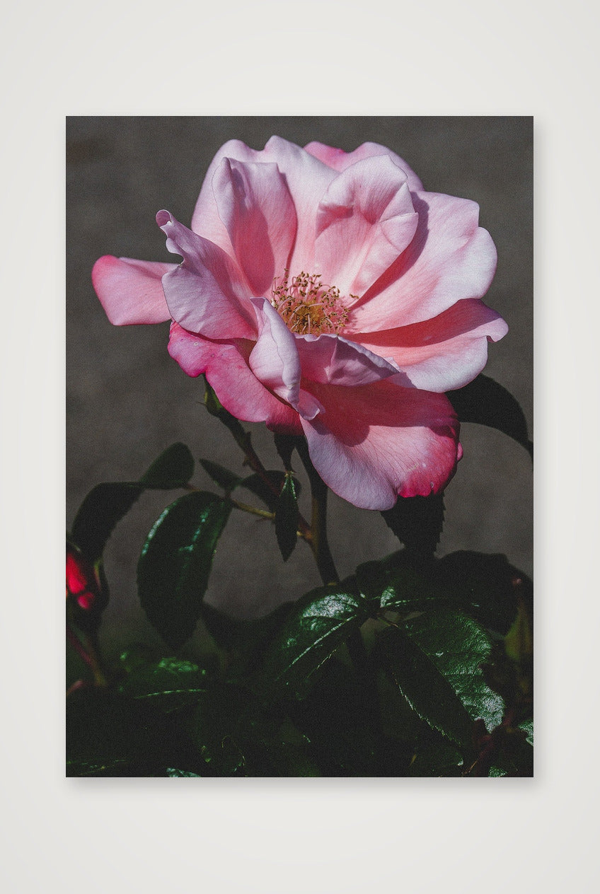 Photosque 4 — A4 (21×30cm, 8×12") Print only