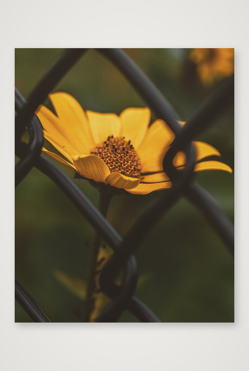 Photosque 6 — 28×35cm, 11×14" Print only