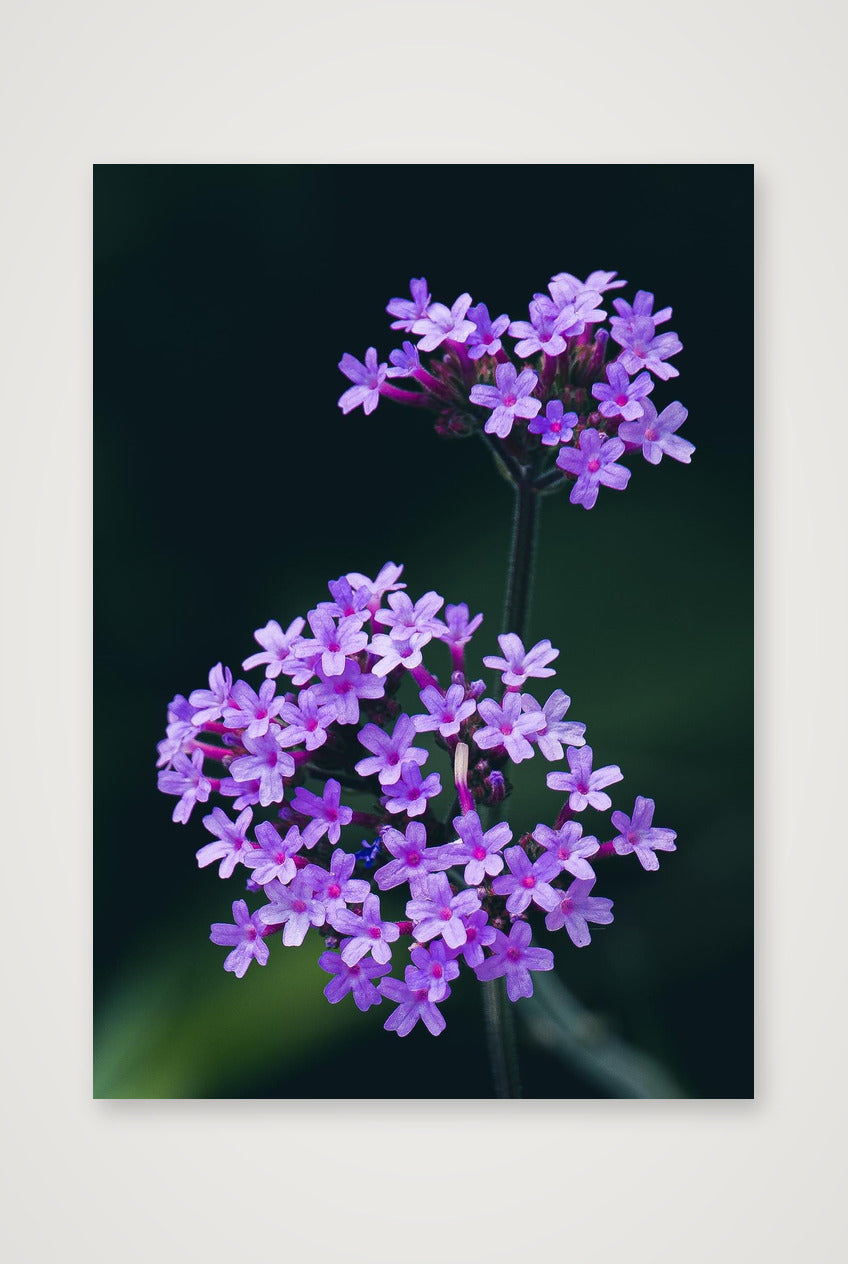 Photosque 10 — A4 (21×30cm, 8×12") Print only