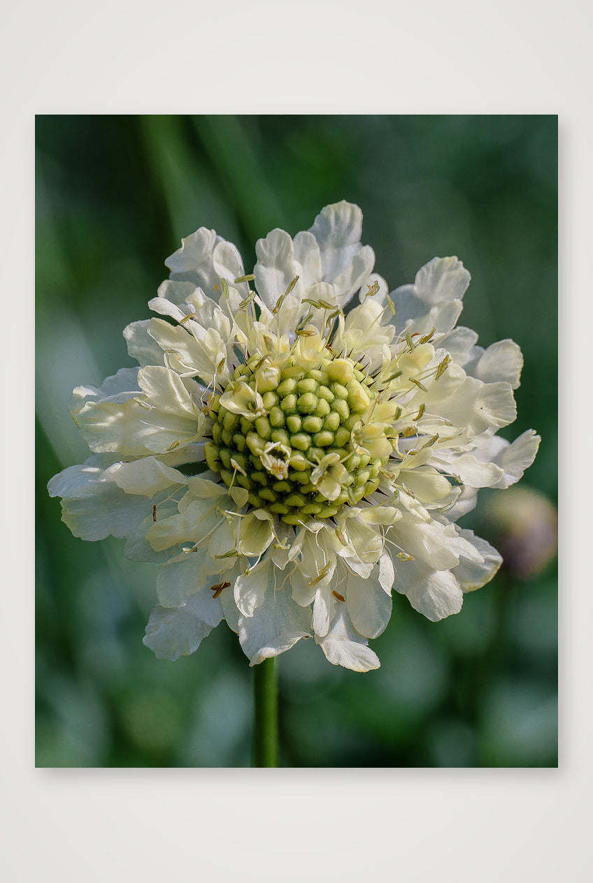 Photosque 1 — 40×50cm, 16×20" Print only