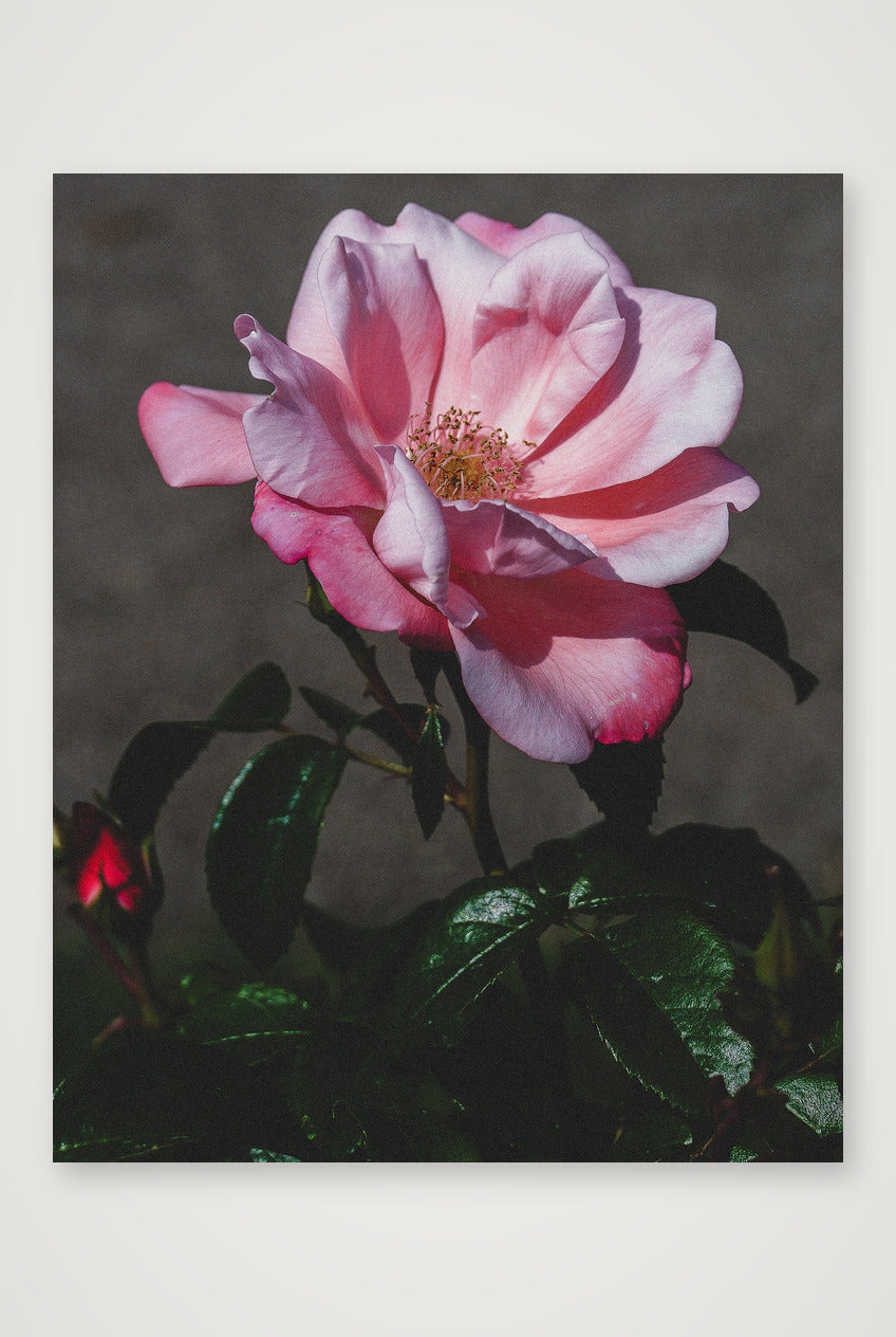 Photosque 4 — 40×50cm, 16×20" Print only