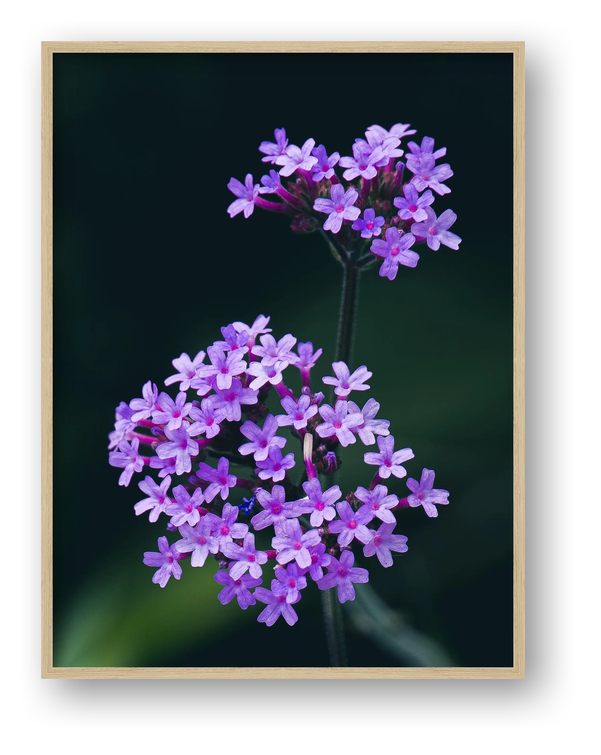 Photosque 10 — framed