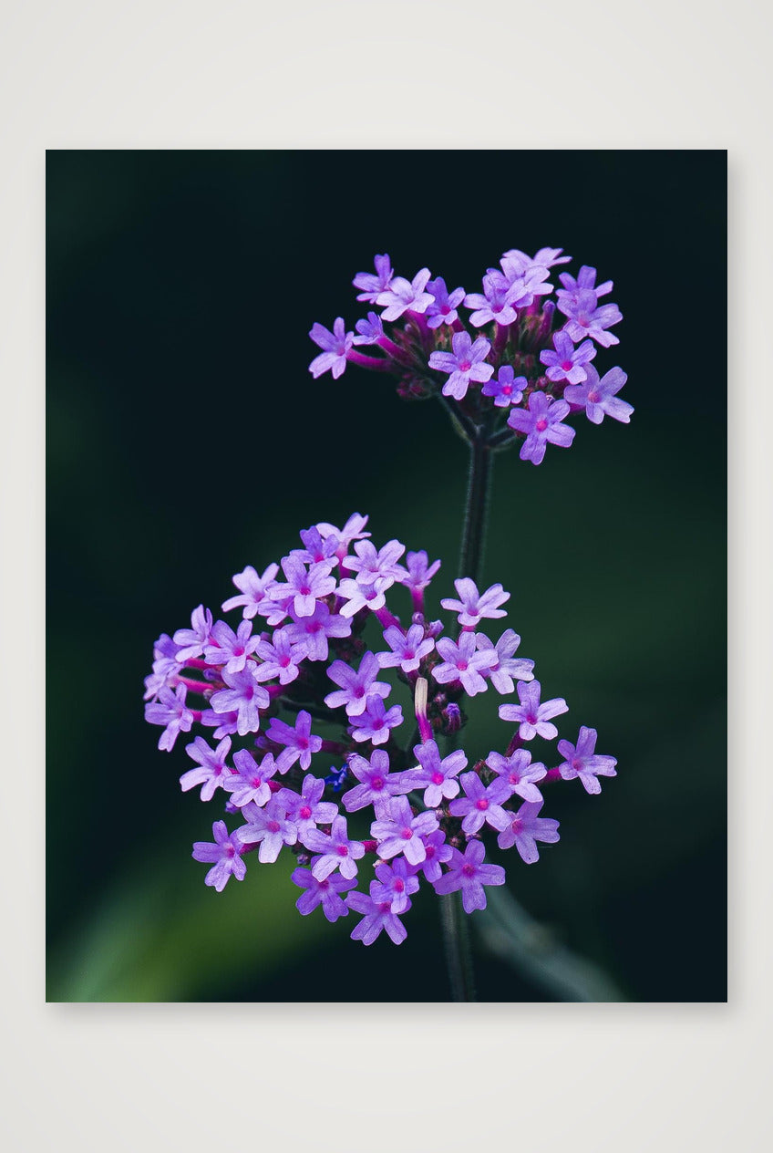 Photosque 10 — 28×35cm, 11×14" Print only